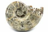 Polished, Chambered Ammonite (Argonauticeras) Fossil - Madagascar #312328-1